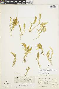 Selaginella bernoullii image