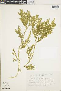 Selaginella stellata image