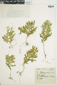 Selaginella hoffmannii image