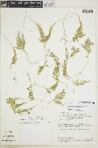 Selaginella flagellata image