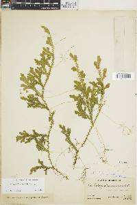 Selaginella schizobasis image