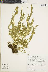 Selaginella stenophylla image