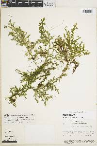 Selaginella flexuosa image