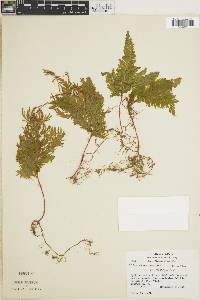 Selaginella umbrosa image