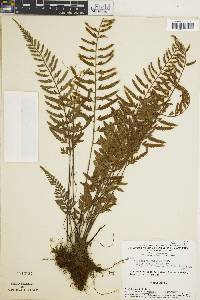 Asplenium auritum image