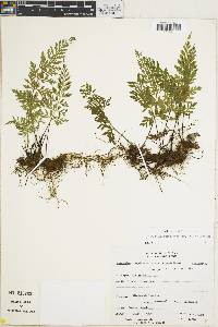 Asplenium cuspidatum image