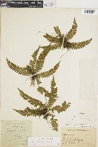 Asplenium discrepans image