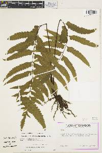 Hymenasplenium purpurascens image