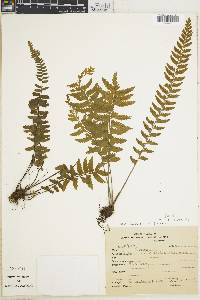 Asplenium raddianum image