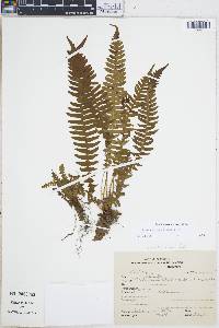 Blechnum asplenioides image