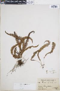 Blechnum asplenioides image