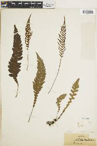 Austroblechnum leyboldtianum image