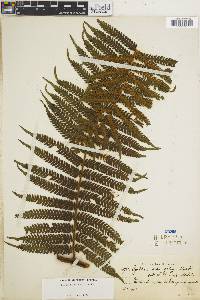 Cyathea delgadii image