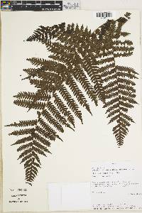 Cyathea lasiosora image