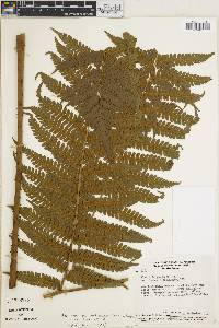 Cyathea phalerata image