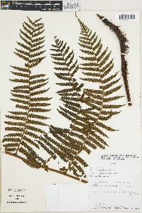 Cyathea squamipes image