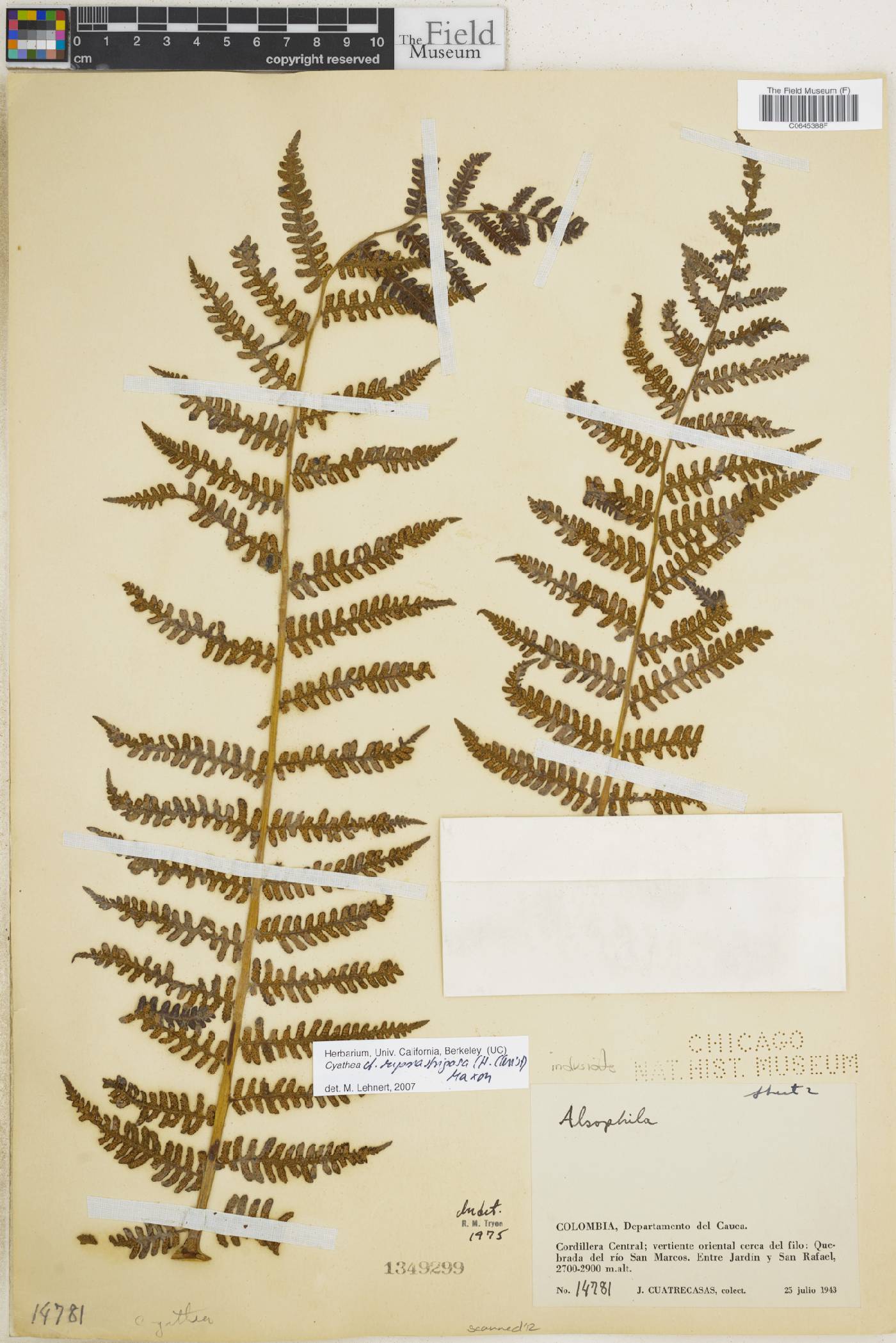 Cyathea suprastrigosa image