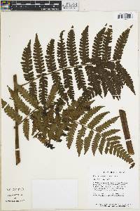 Cyathea surinamensis image