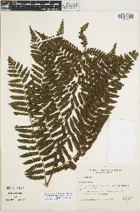 Cyathea atrovirens image