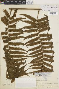 Cyathea lasiosora image