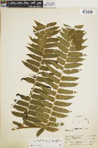 Cyathea dombeyi image