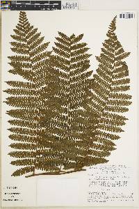 Cyathea hirsuta image