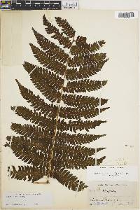 Cyathea pungens image