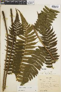 Cyathea pungens image