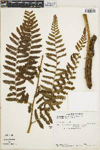 Cyathea pungens image