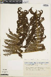 Cyathea rufa image