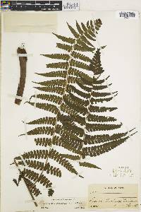 Dennstaedtia obtusifolia image