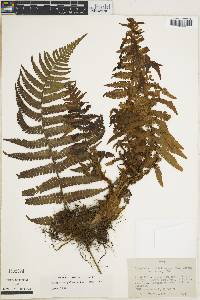 Dryopteris wallichiana subsp. wallichiana image