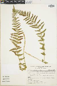 Dryopteris saffordii image