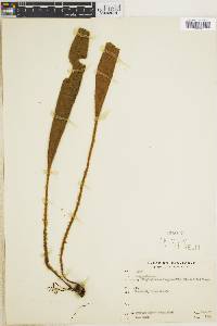 Elaphoglossum langsdorffii image