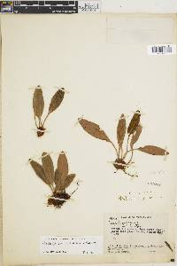 Elaphoglossum wurdackii image