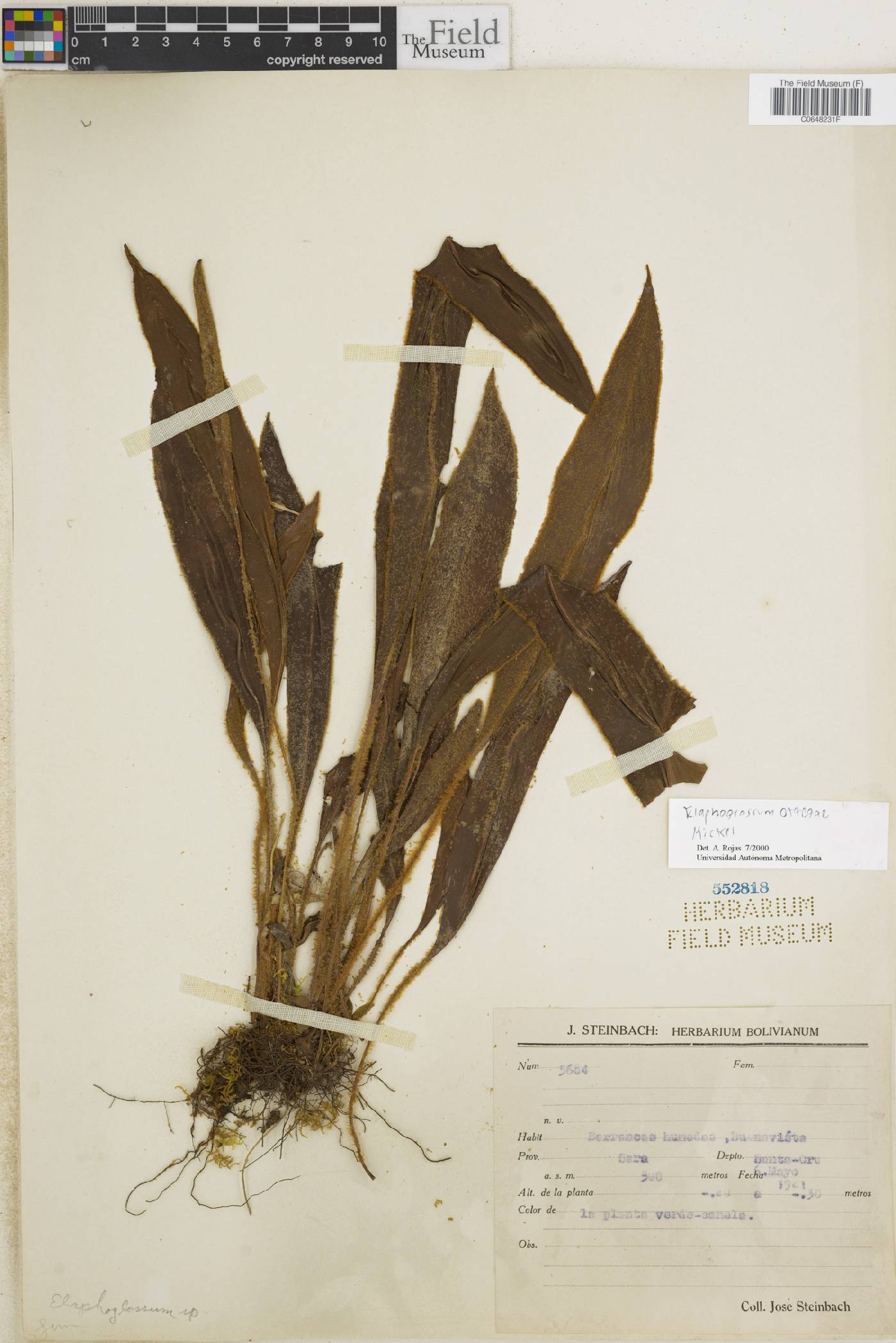 Elaphoglossum ortegae image
