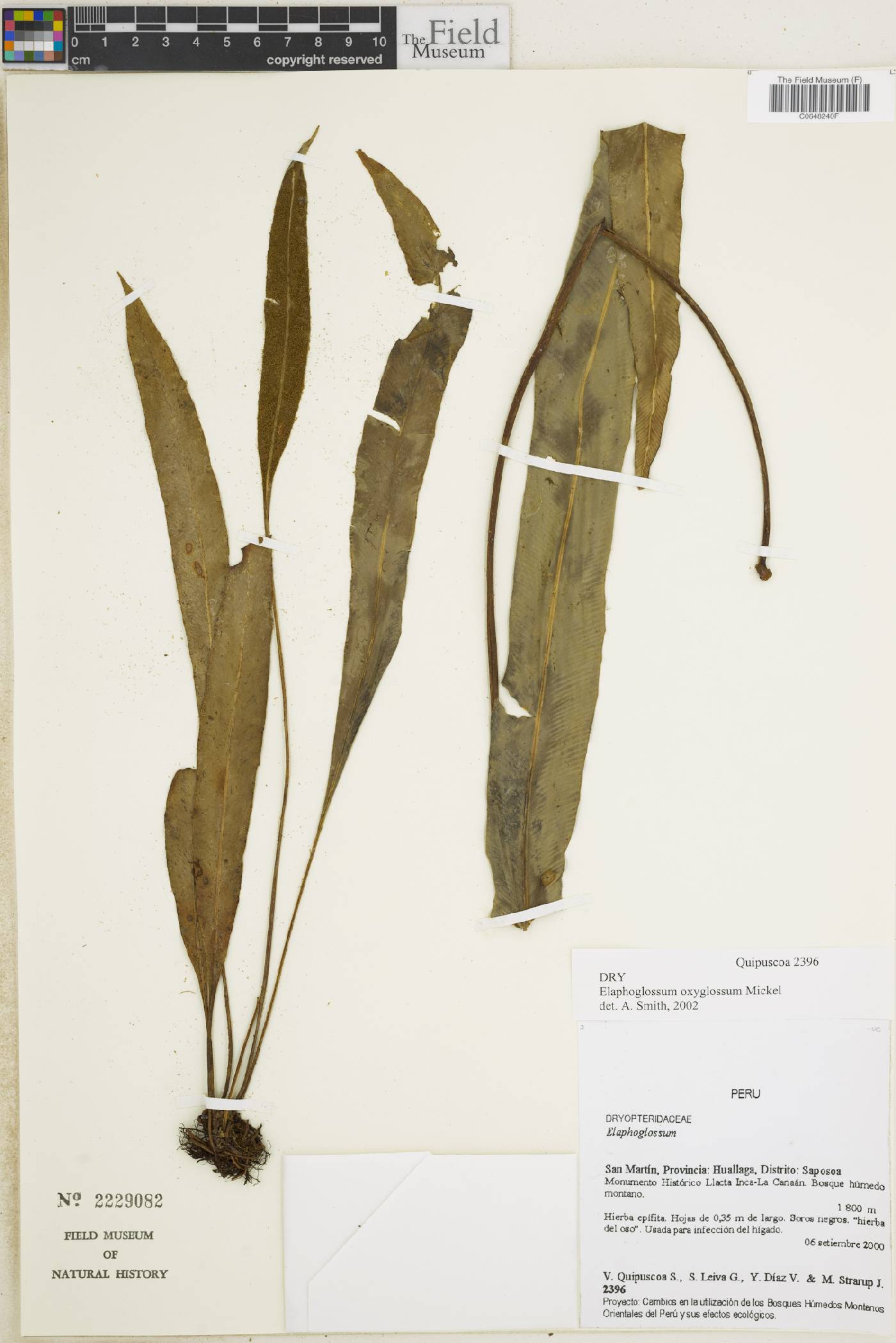 Elaphoglossum oxyglossum image