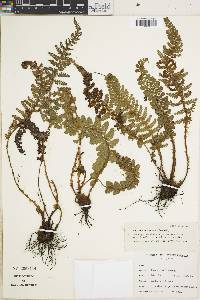 Polystichum orbiculatum image