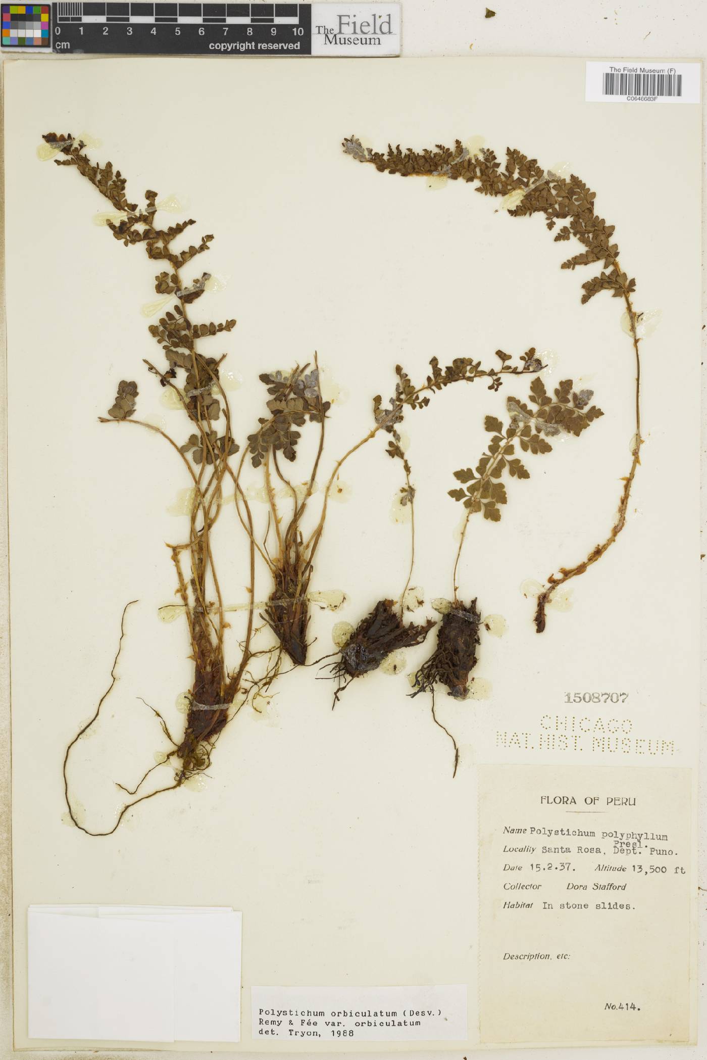Polystichum orbiculatum var. orbiculatum image