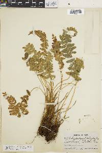 Polystichum orbiculatum var. orbiculatum image