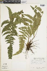 Polystichum platyphyllum image