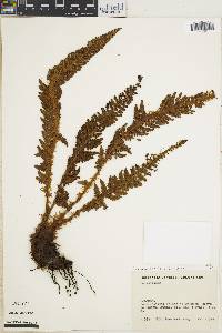 Polystichum pycnolepis image