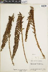 Polystichum pycnolepis image