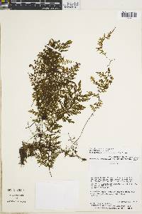 Hymenophyllum fucoïdes image