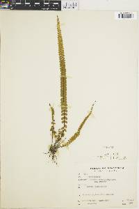 Lindsaea stricta image