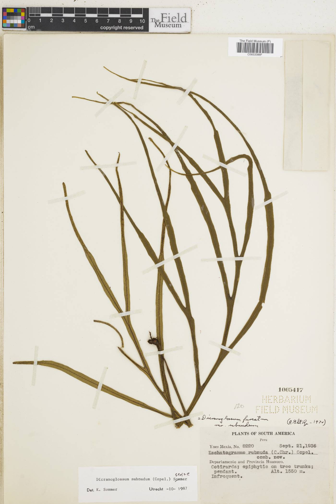 Pleopeltis subnuda image