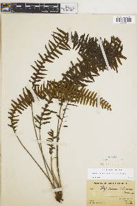 Terpsichore asplenifolia image