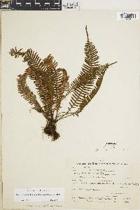 Lellingeria apiculata image