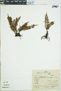 Lellingeria apiculata image