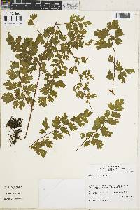 Adiantum digitatum image